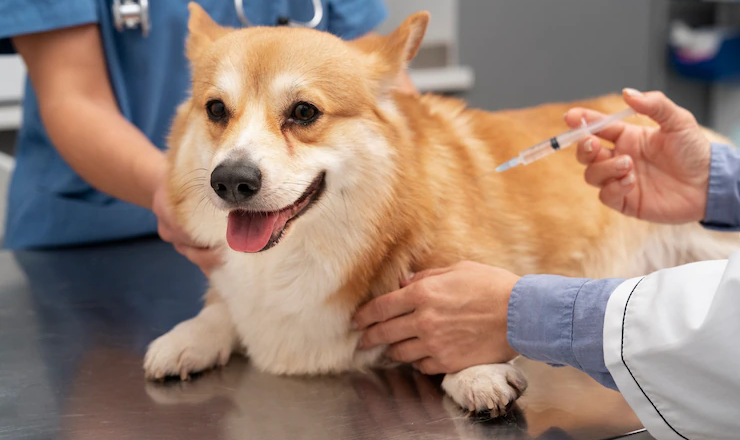 Understanding Animal Vaccinations: Ensuring Your Pet’s Health and Safety