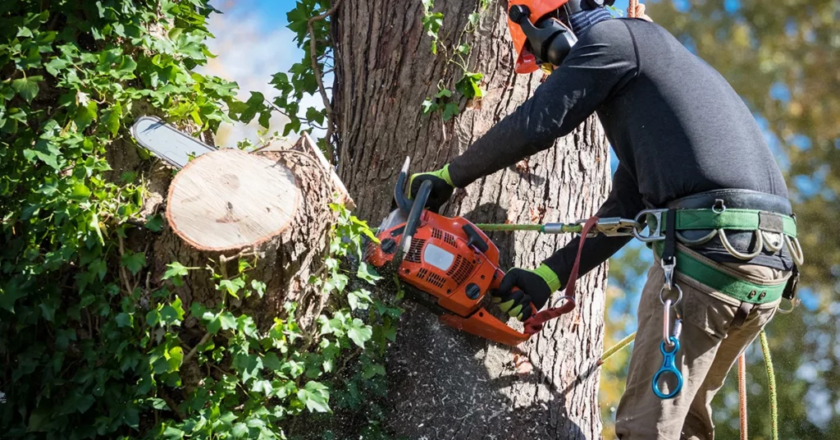 5 Reasons You Need Comprehensive Tree Removal