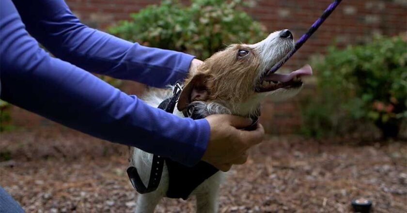 Choosing the Right Electronic Training Collar for Dogs: A Guide for Pet Owners