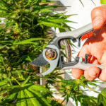 How Cannabis Trimmers Help You Achieve Cleaner and Faster Bud Trimming