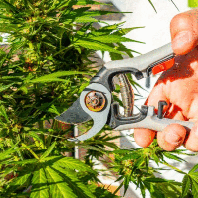 How Cannabis Trimmers Help You Achieve Cleaner and Faster Bud Trimming