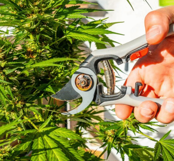 How Cannabis Trimmers Help You Achieve Cleaner and Faster Bud Trimming