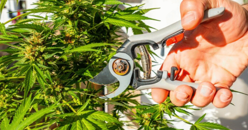 How Cannabis Trimmers Help You Achieve Cleaner and Faster Bud Trimming